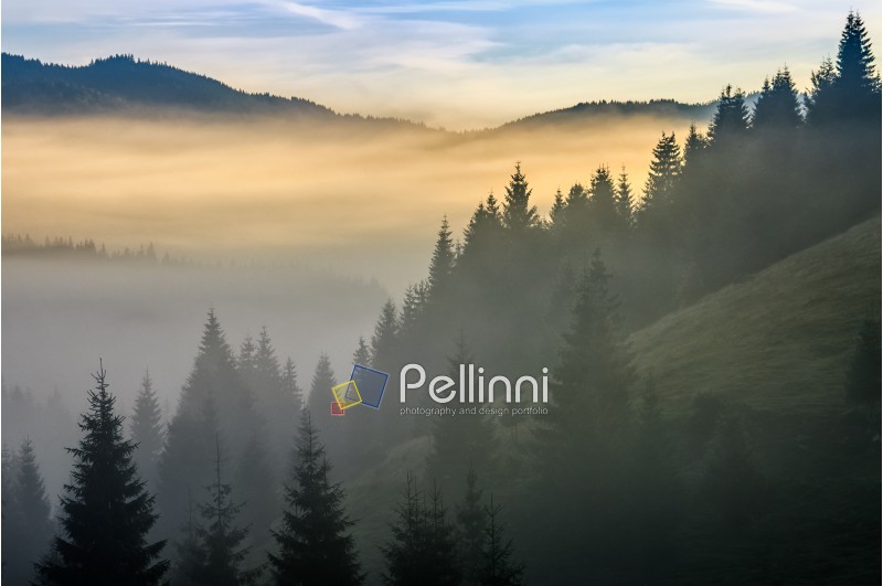 pine forest on hill in fog. mysterious sunrise in mountain landscape 