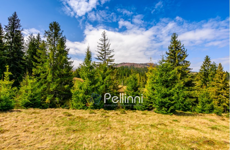Pile forest at the foot of the mountain on a bright sunny day. blue sky with clouds in springtime landscape