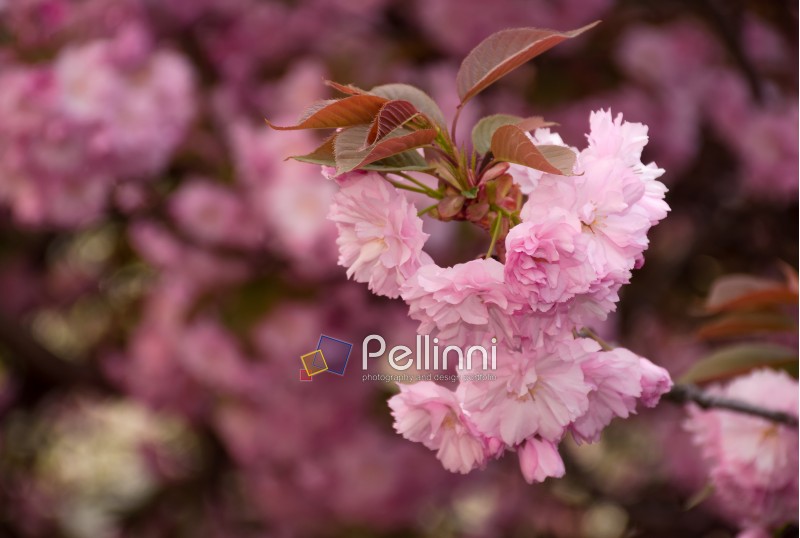 beautiful spring background with pink Sakura flowers closeup on a branch on the blurred background of blossoming garden in springtime