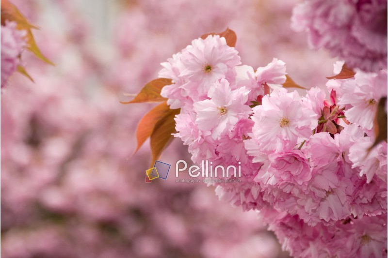 beautiful spring background with pink Sakura flowers closeup on a branch on the blurred background of blossoming garden in springtime