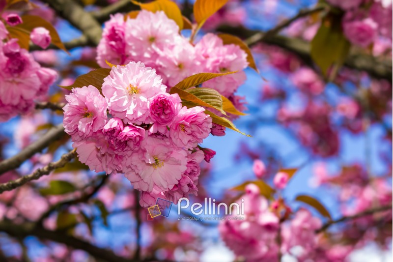 delicate pink flowers blossomed Japanese cherry trees in front of blurred background in spring garden