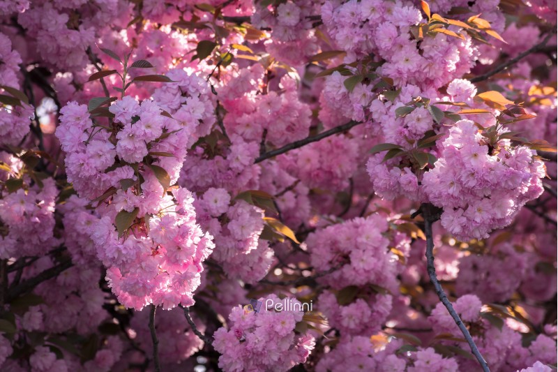 pink cherry blossom background. ample tree buds. wonderful nature scenery in spring