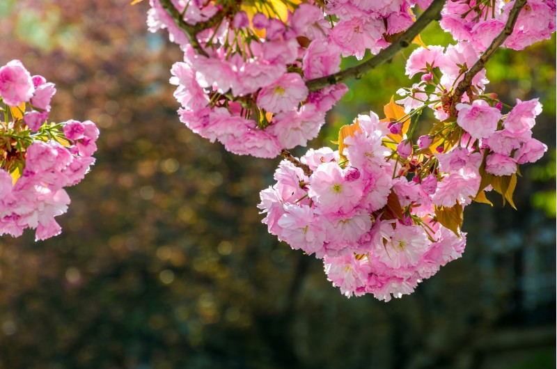 pink flowers on the branches of Japanese sakura blossomed in garden in spring