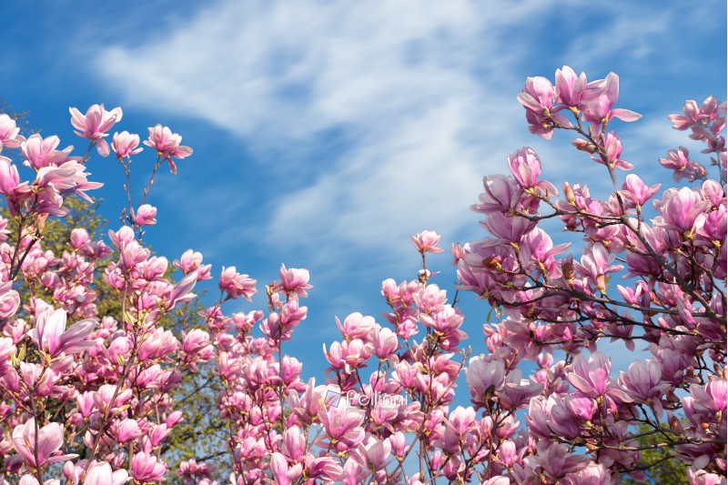 pink magnolia blossom in spring. beautiful flowers beneath a blue sky with fluffy cloud on a sunny day. wonderful nature background
