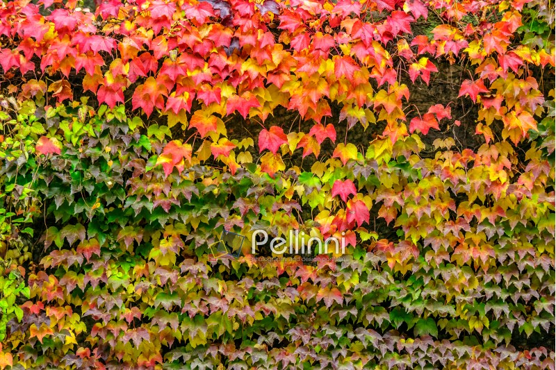 climbing plant with red leaves in autumn on the old stone wall