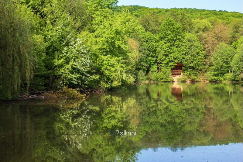 pond in the park. beautiful springtime scenery. beech forest on the shore reflecting in the water surface. sunny weather