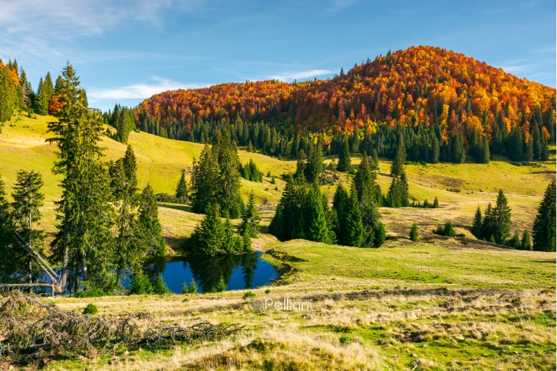 pond on a grassy meadow among spruce trees. beautiful autumn landscape with distant mountain in red foliage. bright and warm weather in october