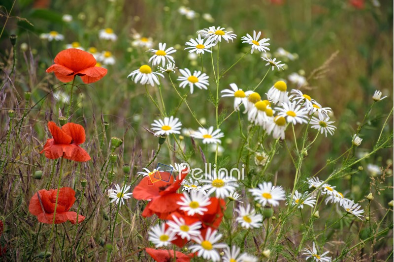 poppy and daisy flowers on the meadow background