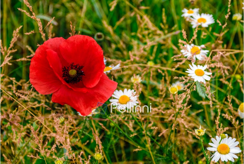 big red poppy among white daisy flowers on green grassy background