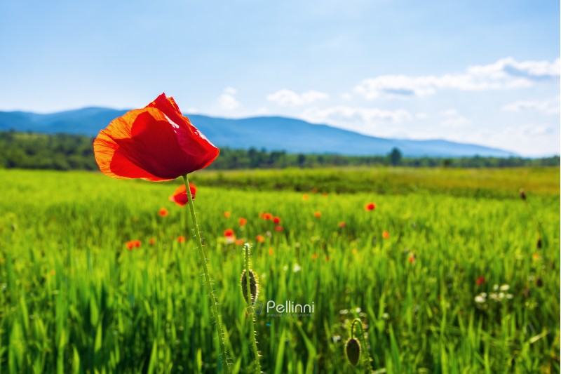 poppy flower in the field. beautiful rural scenery in mountains. sunny day in the late spring. blurred background