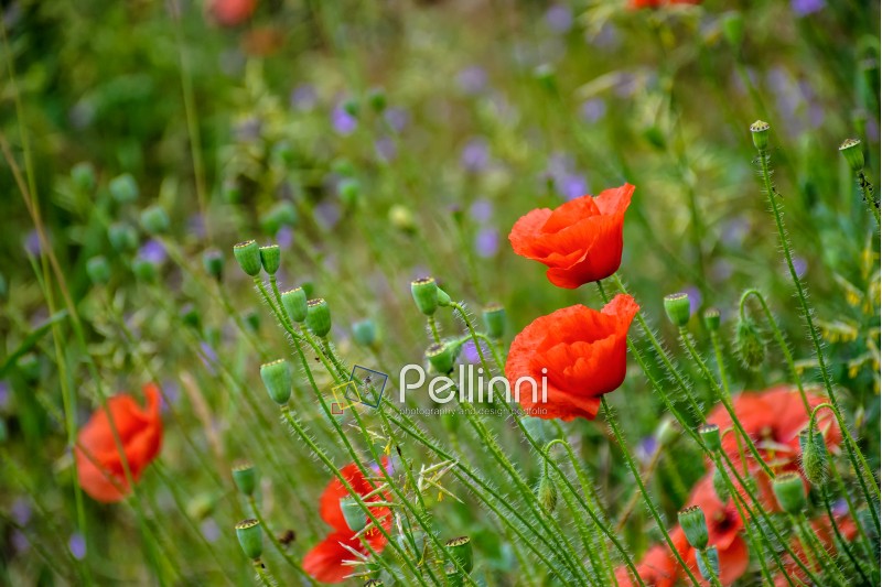 closeup of few big poppy flowers on blurred background of green meadow