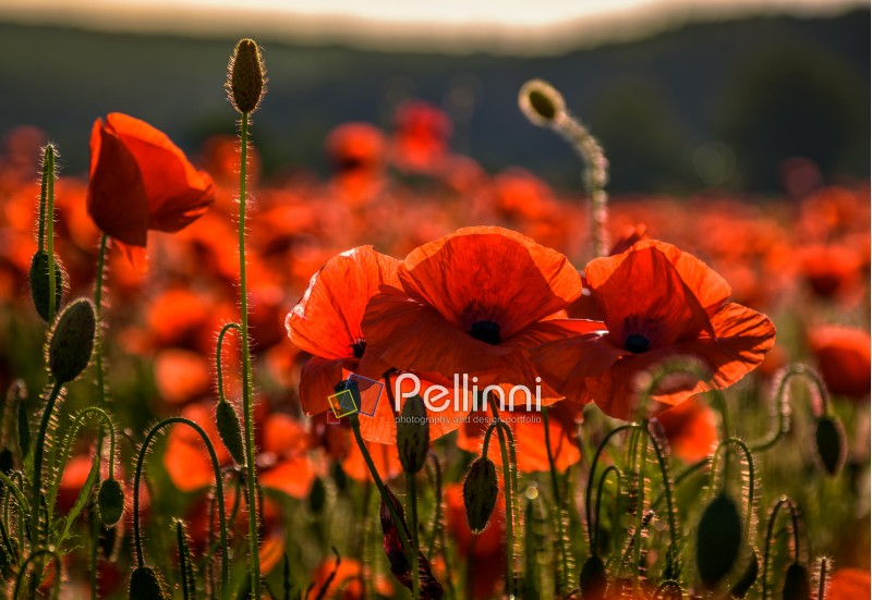 poppy flowers close up in the field. beautiful summer background