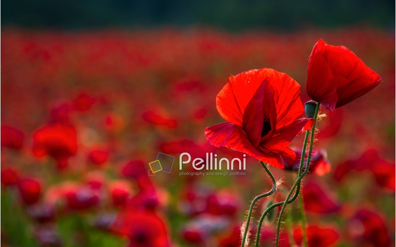 poppy flowers close up in the field. beautiful summer background