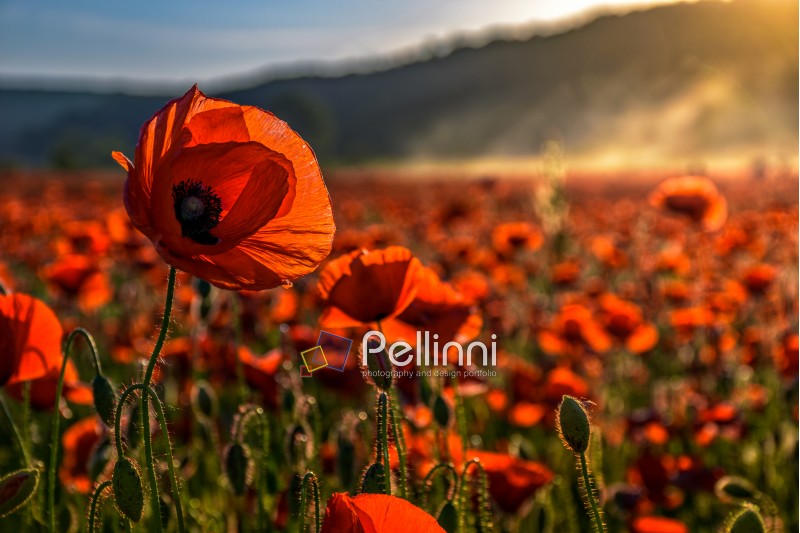 poppy flowers field in foggy mountains. beautiful summer landscape at sunset