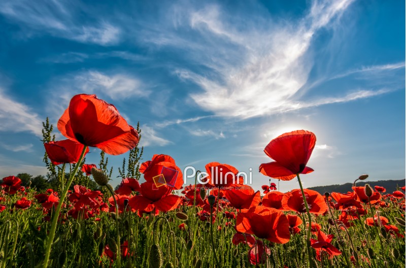 poppy flowers field under the blue sky with clouds. beautiful summer landscape at sunset