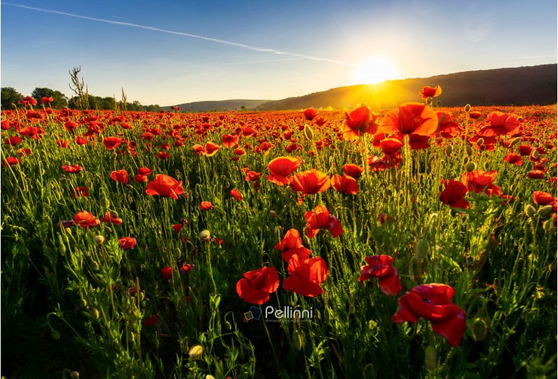 poppy flowers field in mountains. beautiful summer landscape at sunset
