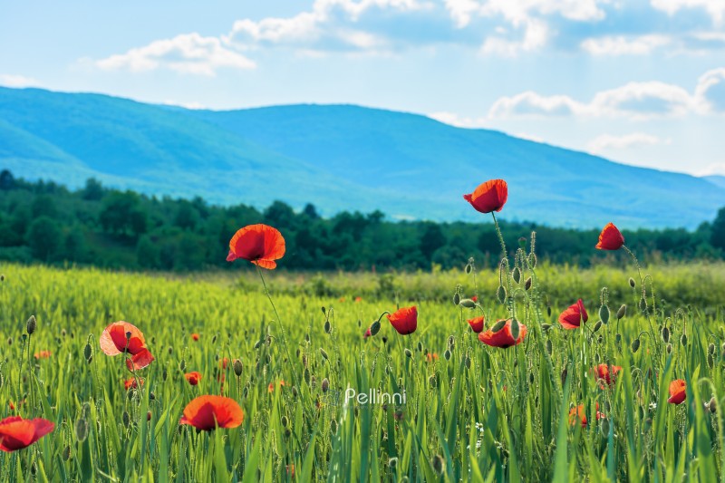 poppy flowers on a rural field in mountains. blurred background with forested hill in the distance. fleecy clouds on a bright blue sky. vivid agricultural scenery