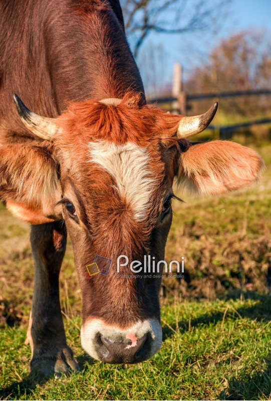 Portrait of rufous cow in autumnal morning light. lovely everyday episode of rural life