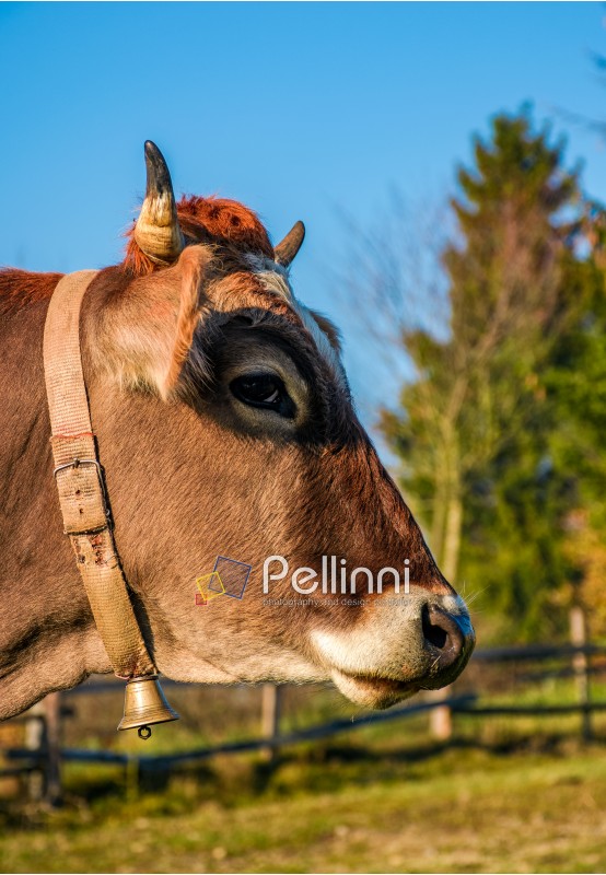 Portrait of rufous cow in autumnal morning light. lovely everyday episode of rural life