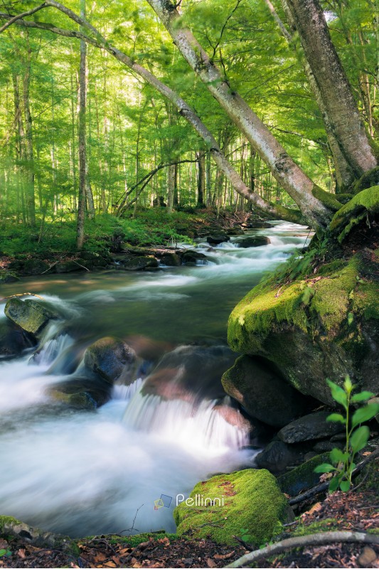 powerful wild stream in forest. beautiful summer nature scenery. mossy rocks. long exposure