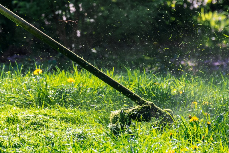 professional grass mowing in the park. green lawn with yellow dandelions. close up shot of gasoline trimmer head with nylon line cutting fresh green grass to small pieces. side view of back lit scene