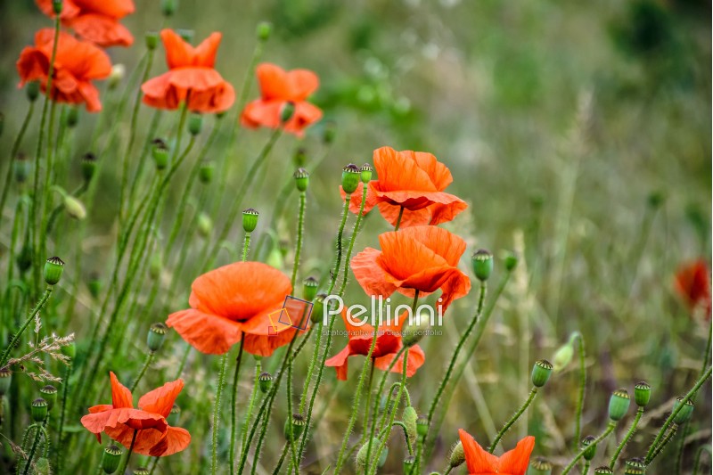 closeup of big poppy flowers on blurred background of green meadow