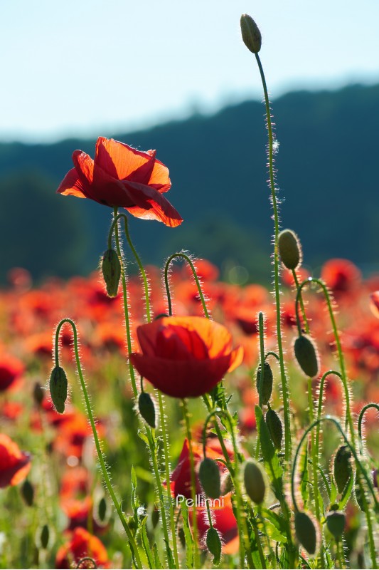 red poppy flowers in the field. beautiful springtime scenery in evening. lovely nature background. 