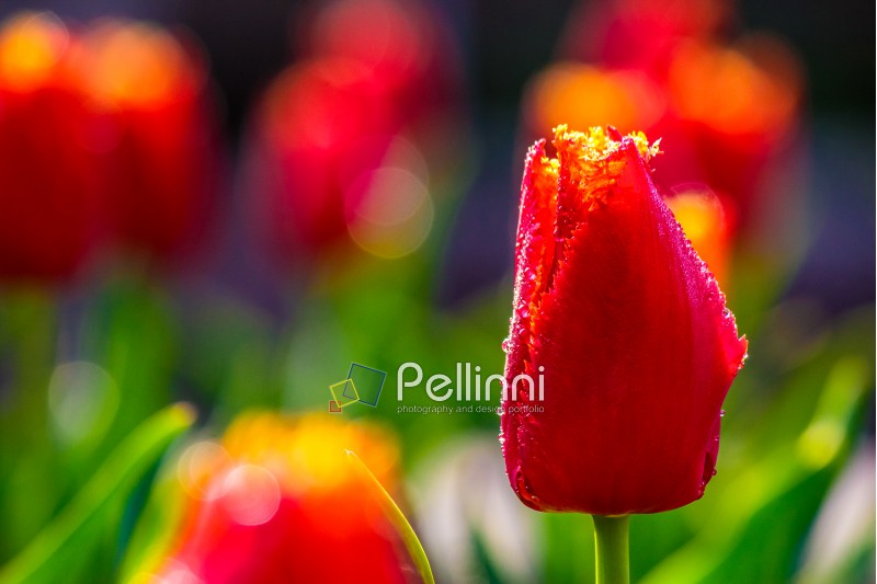 red tulip on blurred background of green garden bokeh
