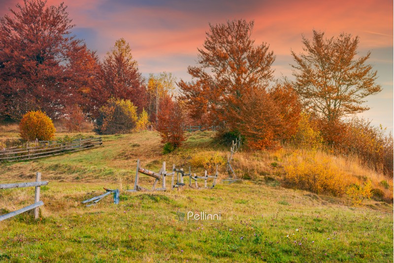 reddish sunrise in autumn countryside. lovely rural scenery with wooden fence around the orchard on the hill. trees in red foliage