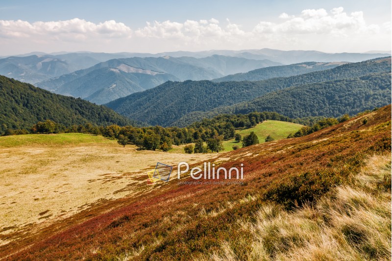 reddish weathered grassy carpet of hillside. beautiful scenery in mountains at the begining of autumn