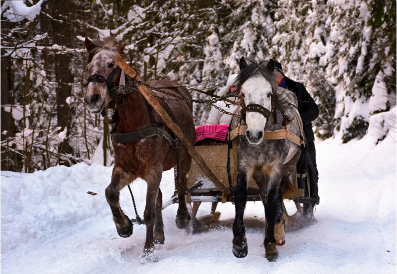 riding two horse slate in snowy forest. fun pastime and happy moments of winter season 