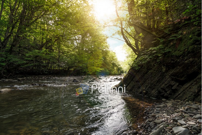 river flow in sunny forest. beautiful summer background