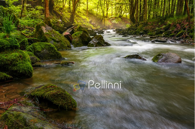 river flow in sunny forest at sunrise.  stones covered with moss lay on the shore. beautiful summer background