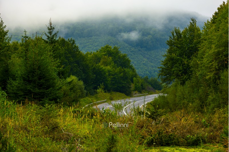 road among the forest in mountains. lovely nature scenery on a foggy day