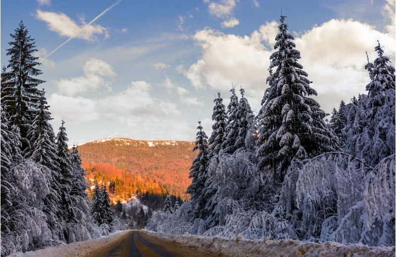road in winter spruce forest. beautiful nature scenery in mountains at evening