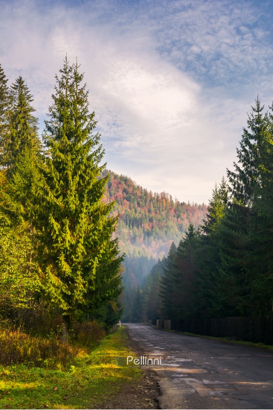 road through deep spruce forest. some haze in the distance. lovely autumn scenery in mountains. wonderful sunny morning. vertical