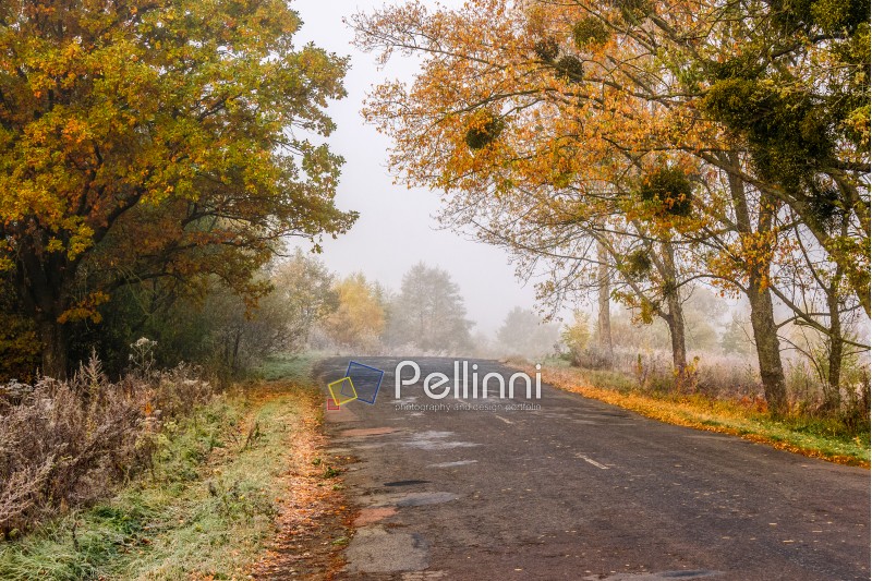 road through the foggy meadow near autumn forest