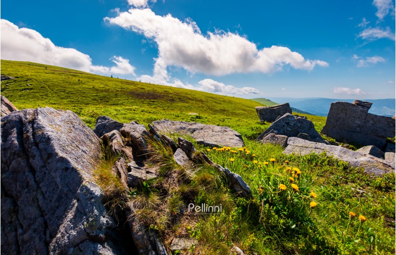 rocks and dandelions on the grassy hillside. peak of Runa mountain in the distance. beautiful summer landscape under the blue sky with clouds