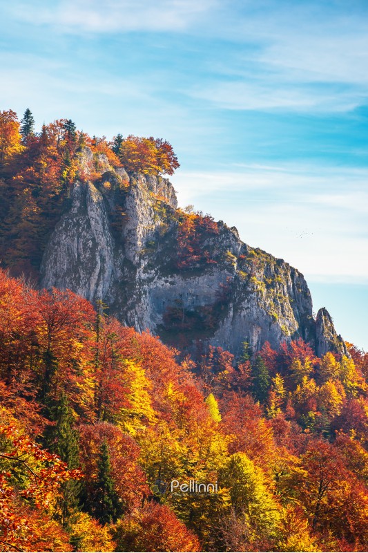 rocky cliff in autumn. trees in colorful foliage. warm and sunny weather. beautiful nature background with blue sky