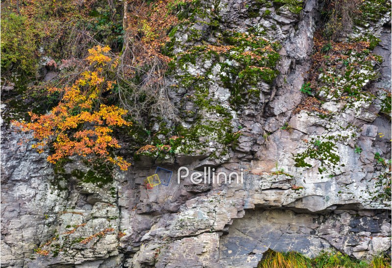 rocky cliff with plants in autumn. lovely background with lots of textures