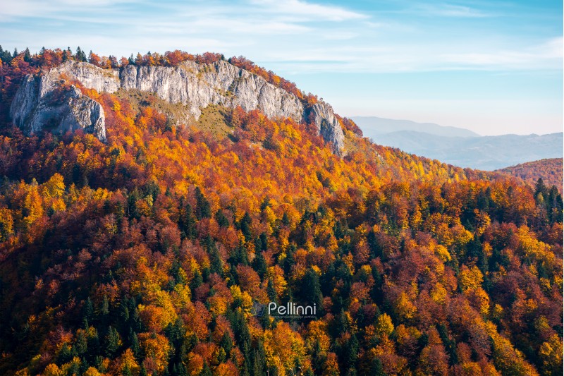 rocky crag in evening light. beautiful autumn scenery with fall color foliage in forest