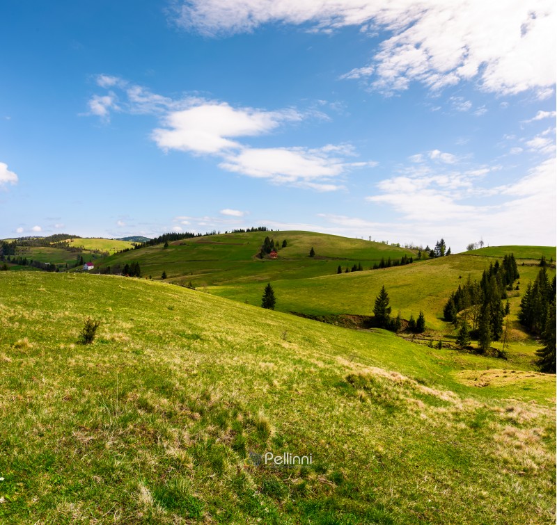 rolling hills of Podobovec valley. lovely rural landscape of Carpathian mountains, Ukraine