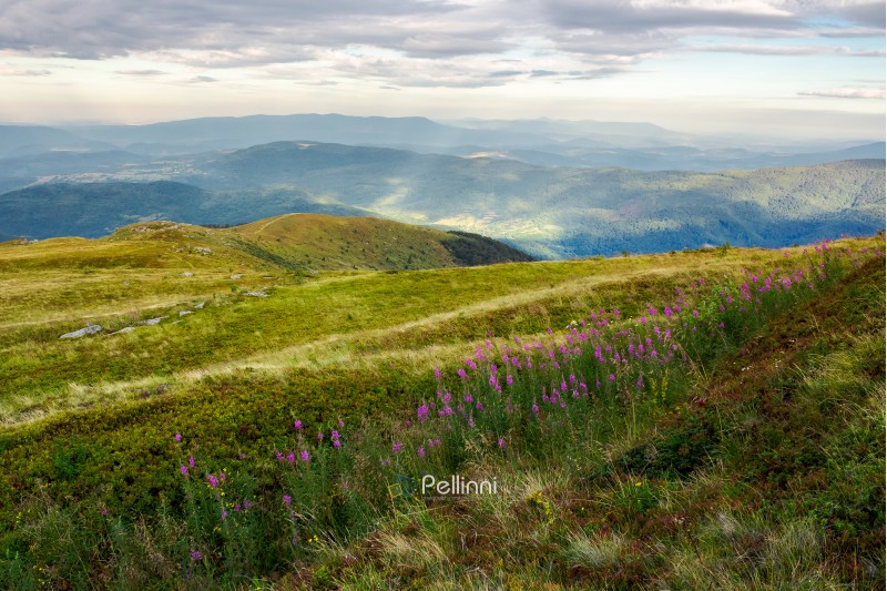row of purple flowers on the hill. lovely scenery in mountains at sunrise. fire-weed among the grass in overcast weather