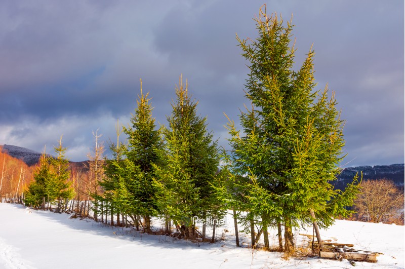 row of spruce trees on top of a hill in winter. beautiful scenery on a cloudy day in mountains
