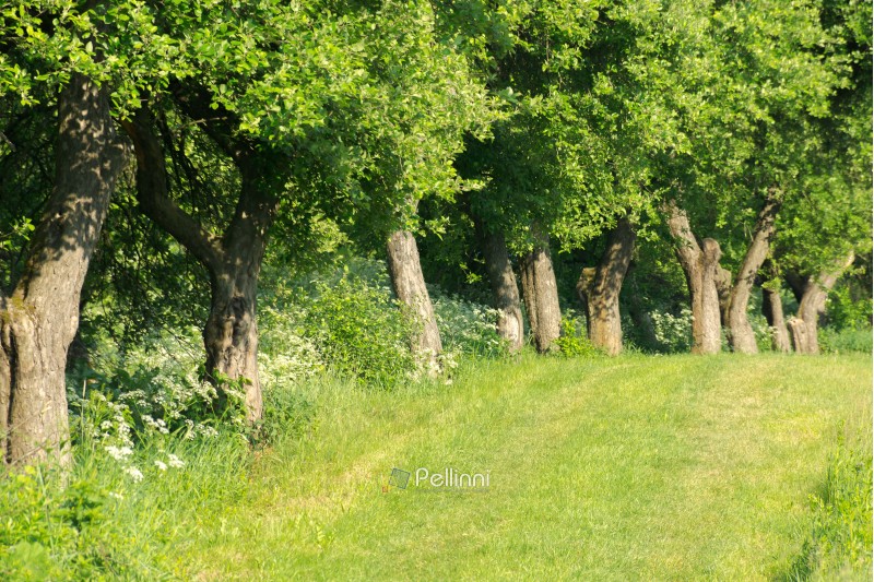 row of trees along the grassy meadow. beautiful summer scenery. natural background