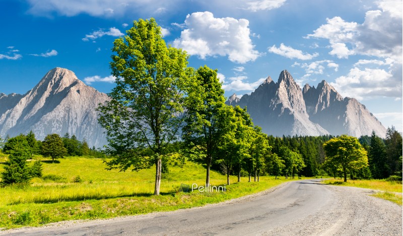row of trees along the road in to the mountains. composite mountainous landscape with rocky peaks in the distance. beautiful summer nature with gorgeous sky. travel and explore unknown places concept
