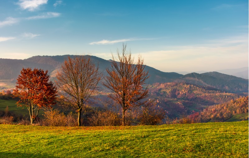 row of trees with red foliage on a grassy slope. beautiful autumnal countryside landscape of Carpathian mountains