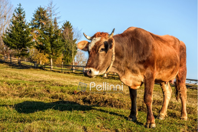 rural; cow; meadow; village; autumn; sunrise; animal; mammal; fence; carpathians; grass; warm; light; sky; tree; yellow; hill; farm; cattle; nature; pasture; field; tranquil; agriculture