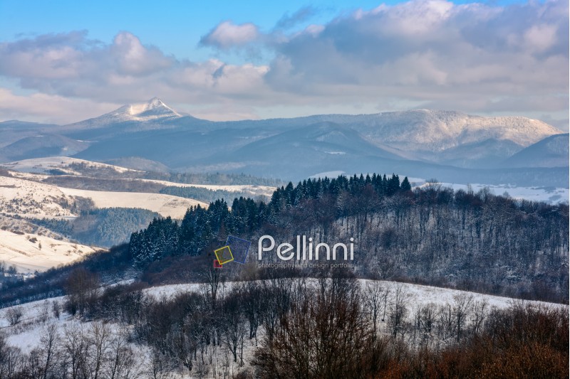 forest hillside in front of a mountain with snowy peak in winter