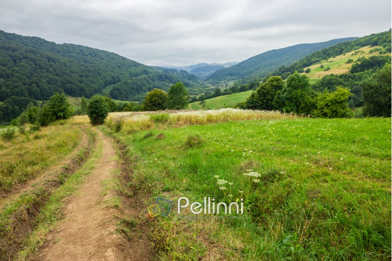 path through meadow  on hillside in mountainous rural area